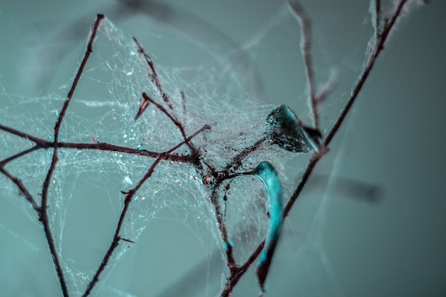 Extreme closeup of plant branches all covered in a spider web