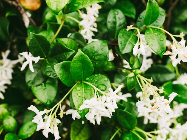 Extreme closeup shot of water droplets on the leaves of jasmine flower