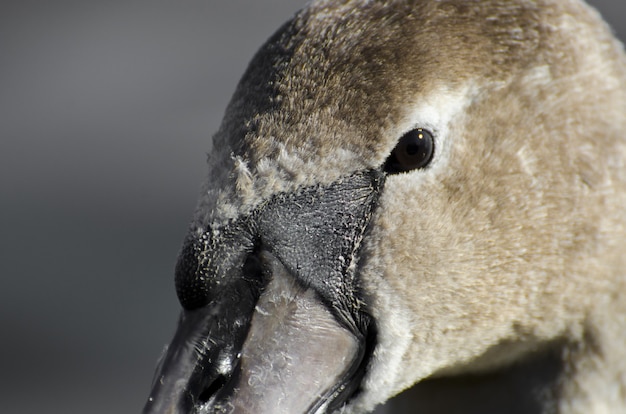 Free photo extreme closeup of a swan's head