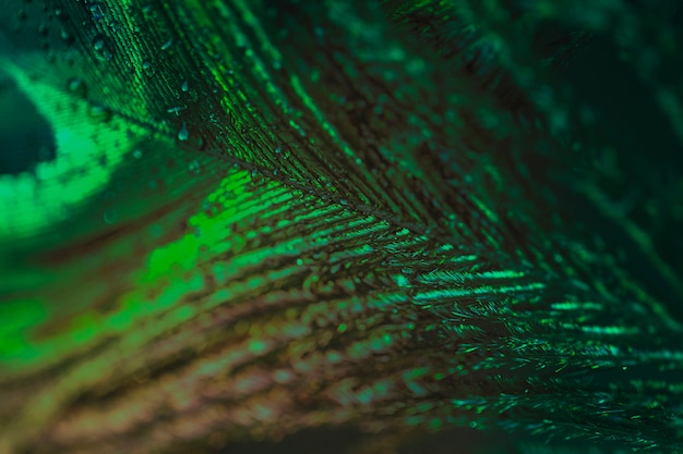 Extreme macro of a green peacock feather