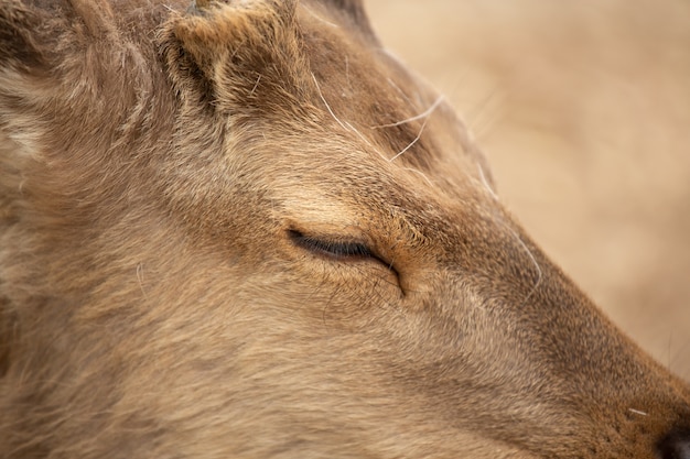 Free photo extremely closeup of a deer with a  slightly closed eye