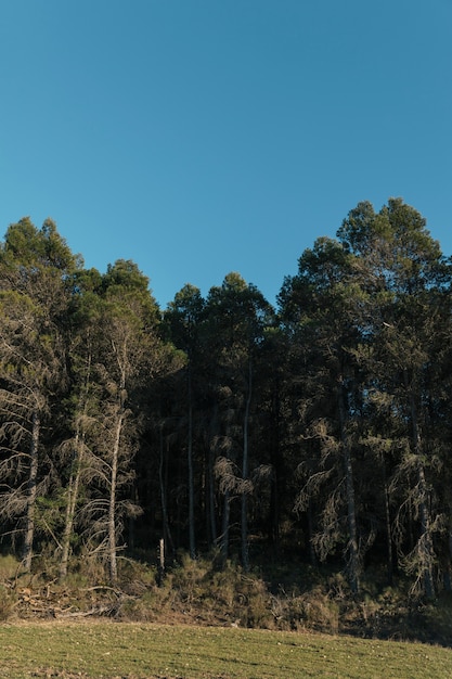 Free photo eyes level shot tall trees with clear sky