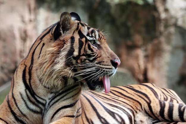 Free photo face of sumatran tiger sumatra tiger is playing in the water