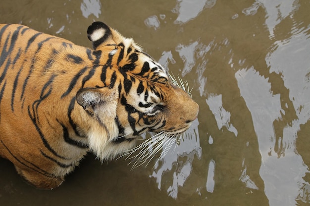 Free photo face of sumatran tiger sumatran tiger is playing in the water animal closeup