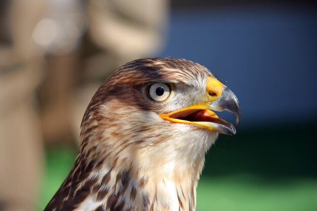 Falcon close up