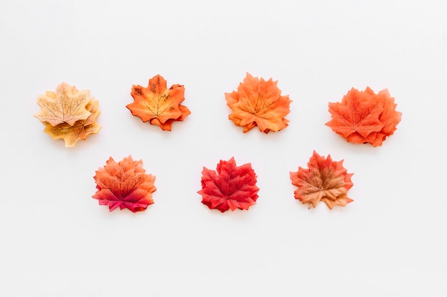 Free photo fall leaves herbarium organized on white surface