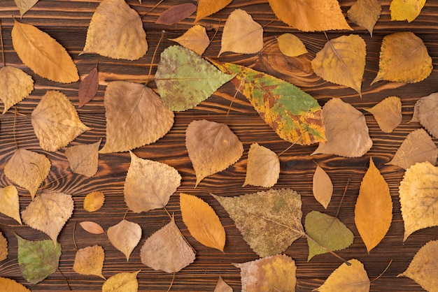 Free Photo fall set with variety of fallen leaves