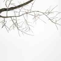 Free photo fall tree branch on white surface