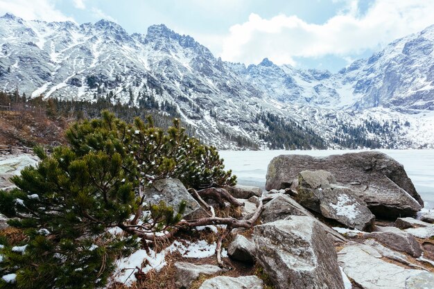 Fallen green spruce tree near the lake in winter