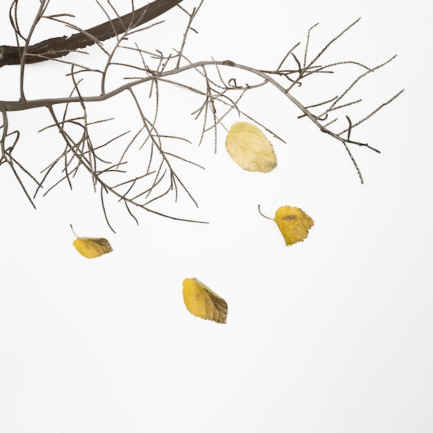 Free Photo fallen tree branch with dry leaves