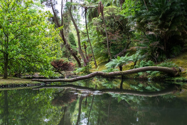 Fallen tree reflecting in the lake in Mount Rainier National Park, Seattle, Washington state