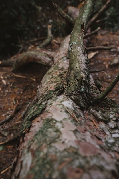 Free photo fallen tree