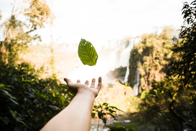 Free Photo falling leaf with blurred background