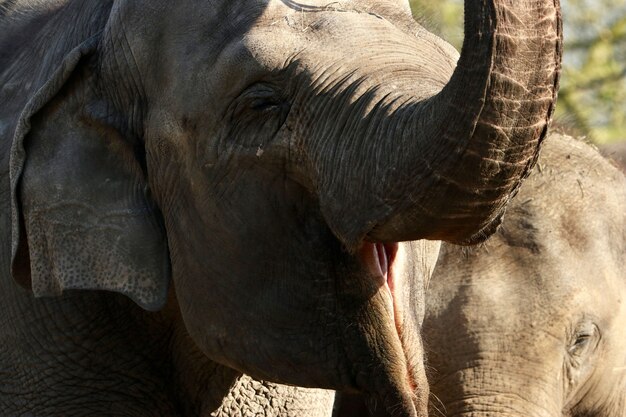 Family of elephants