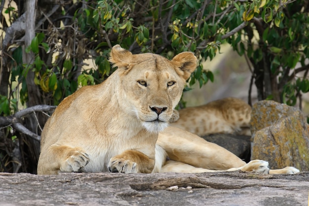 Free photo family of lions in the savannah