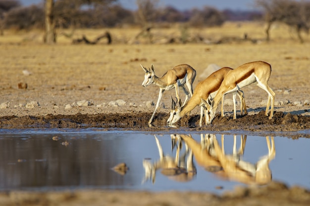 Free Photo family of springboks drinking water from a dirty lake