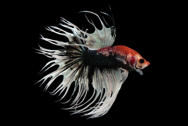 Fancy Crowntail Betta Fish