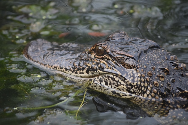 Fantastic deadly alligator up close and personal in the swamp.