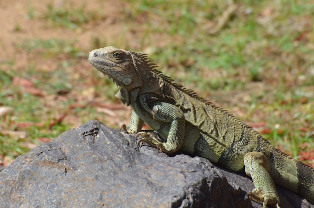 Free Photo fantastic face of an american iguana on a rock.