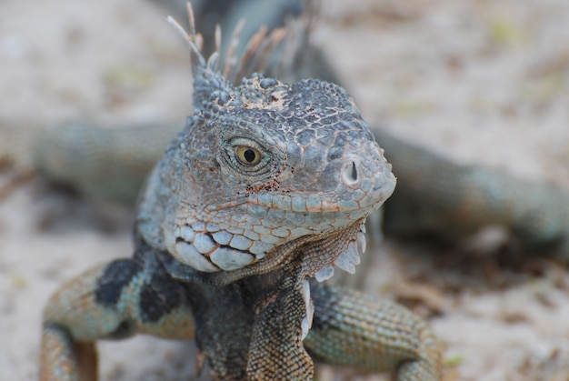 Fantastic face of an iguana with spines on his back posing.