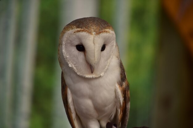 Fantastic Look at a Barn Owl's Face While Perched