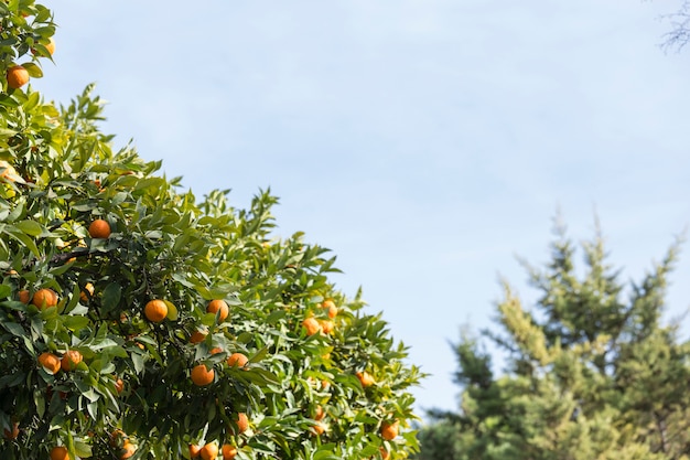 Fantastic scene of the orange tree