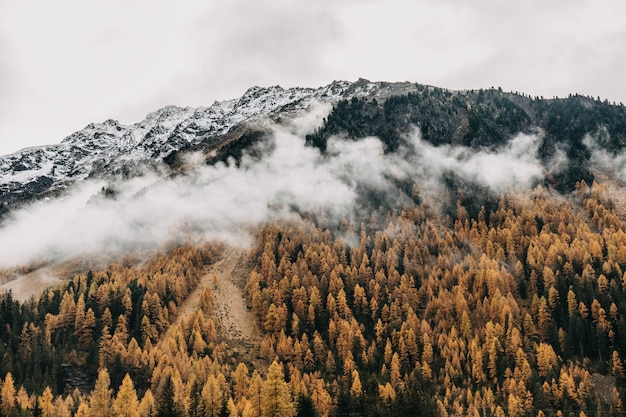 Free Photo fantastic shot of low flying heavy clouds covering a densely forested mountain slope in the autumn