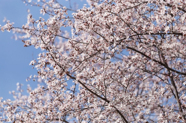 Fantastic trees in bloom