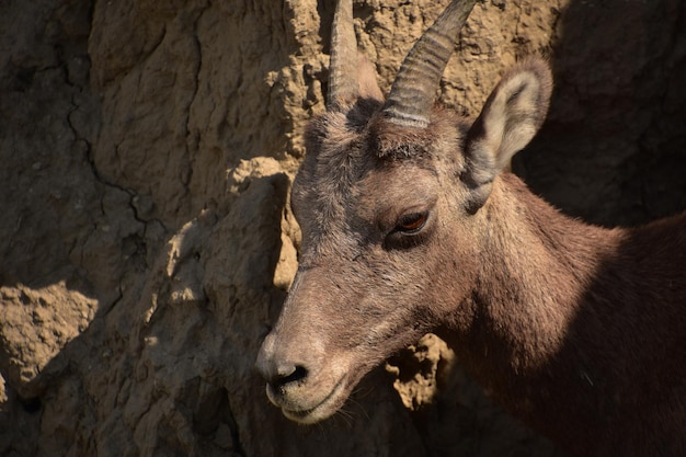 Free photo fantastic up close look into the face of a bighorn sheep