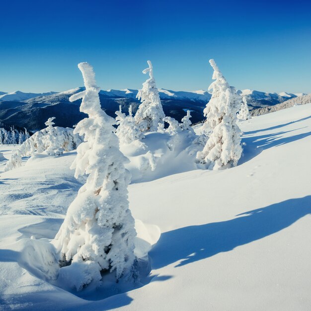 Fantastic winter landscape and tree in hoarfrost.