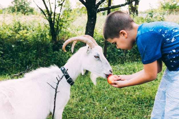 Farm concept with boy feeding goat