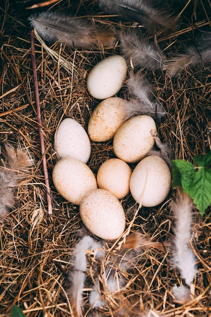 Farm concept with eggs