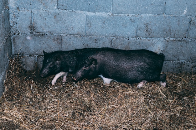 Free Photo farm concept with sleeping pig