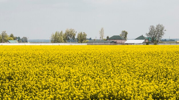 Farm field landscape