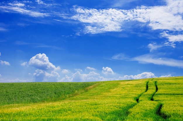 Free Photo farm field with a sky with clouds