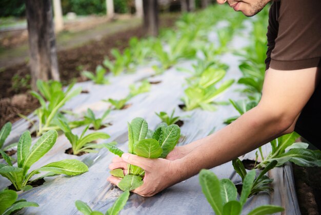 Farm man working in his organic lettuce garden 