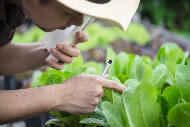 Farm man working in his organic lettuce garden 