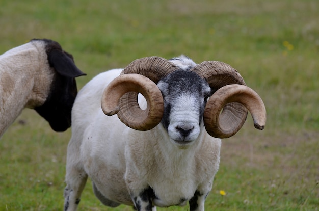 Free photo farm in the scottish highlands with large curling horns.