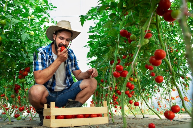 Free photo farmer biting tomato vegetable and checking quality of organic food in greenhouse