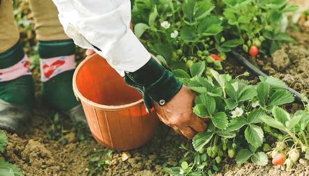 A farmer feeding and gathering strawberries in the plantation