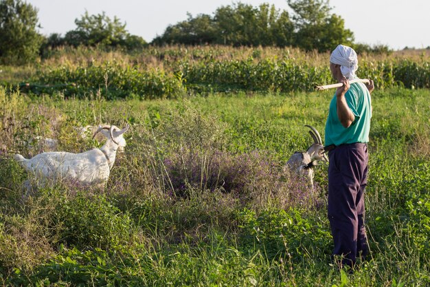 Farmer feeding the goats with grass