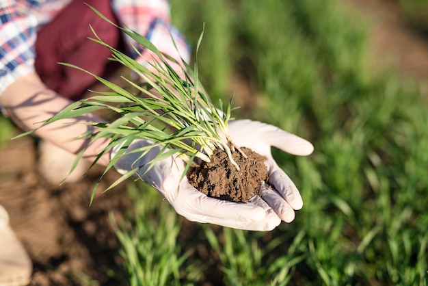 Farmer holding crops in the field