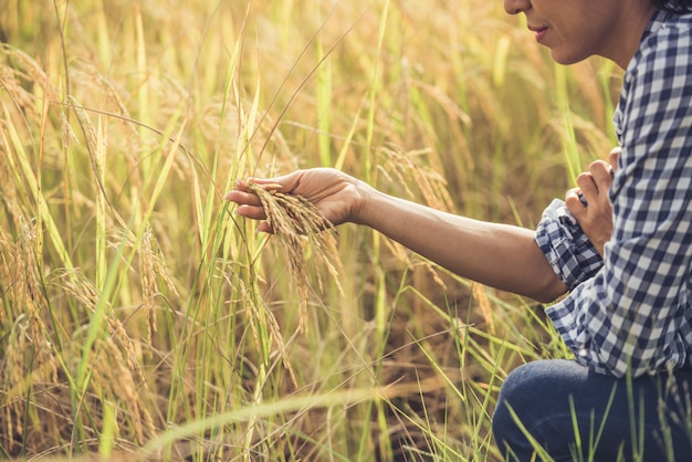 The farmer holds rice in hand.