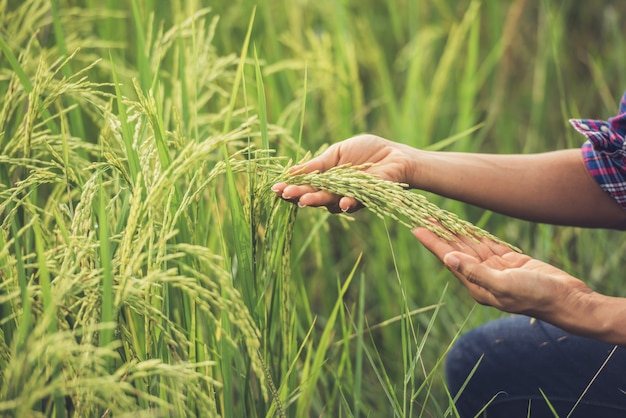 The farmer holds rice in hand.