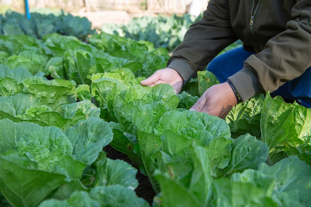 Farmer irrigation fields of cabbage in vegetable garden