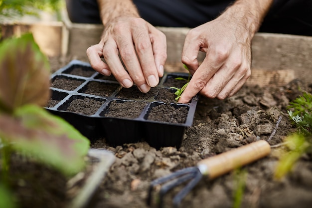 Farmer life. Gardener planting young seedlings of parsley in vegetable garden. Close up of man hands working in garden, planting seeds, watering plants.