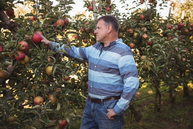 Free photo farmer looking at apples