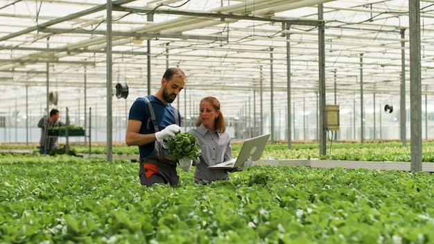 Free photo farmer man showing cultivated fresh salads to agronomist businesswoman discussing agronomy production during farming season. rancher harvesting organic green vegetables in hydroponic greenhouse