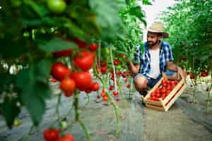 Free photo farmer picking fresh ripe tomato vegetables and putting into wooden crate