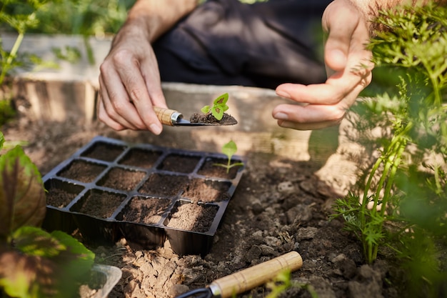 Free Photo farmer planting young seedlings of flowers in the garden. man holding little flower sprout in hands going to put it in soil with garden tools